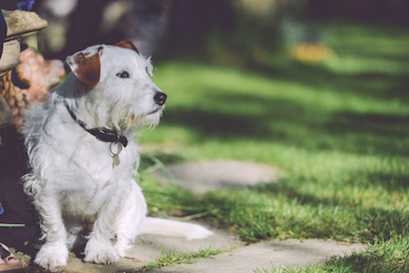 Small white dog sitting in a bush